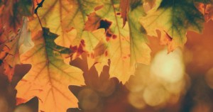 Fall colored leaves with blurry background colored orange and yellow