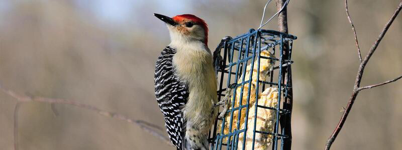 Can a Woodpecker Damage Your Roof?